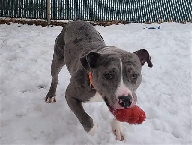 Enlarge KING, a Adoptable mixed breed in Springfield, MA image 1/1