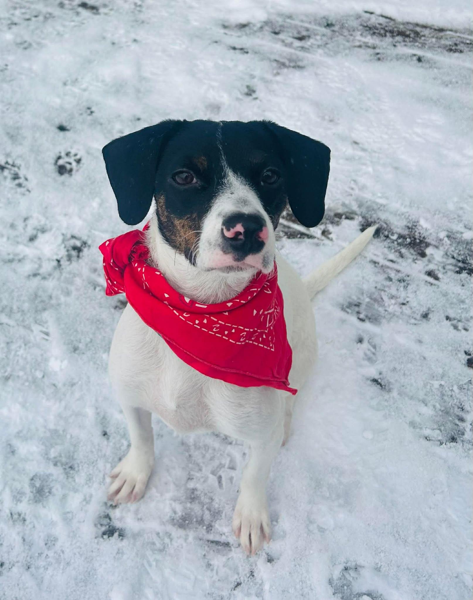 Enlarge Camelia, a Adoptable mixed breed in Guelph, ON image 1/2