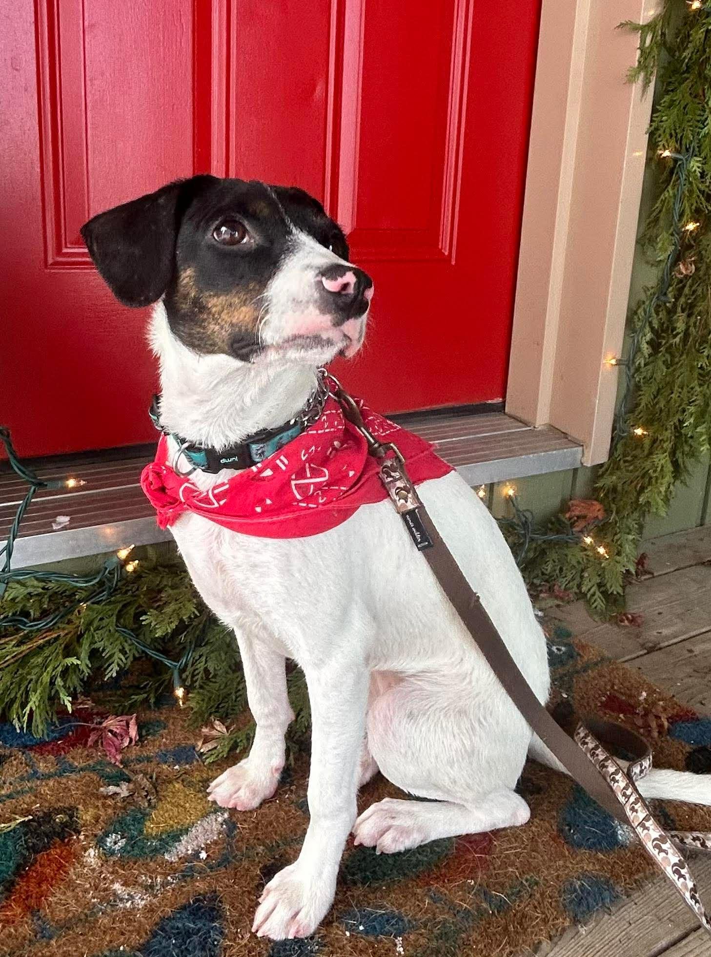 Enlarge Camelia, a Adoptable mixed breed in Guelph, ON image 2/2