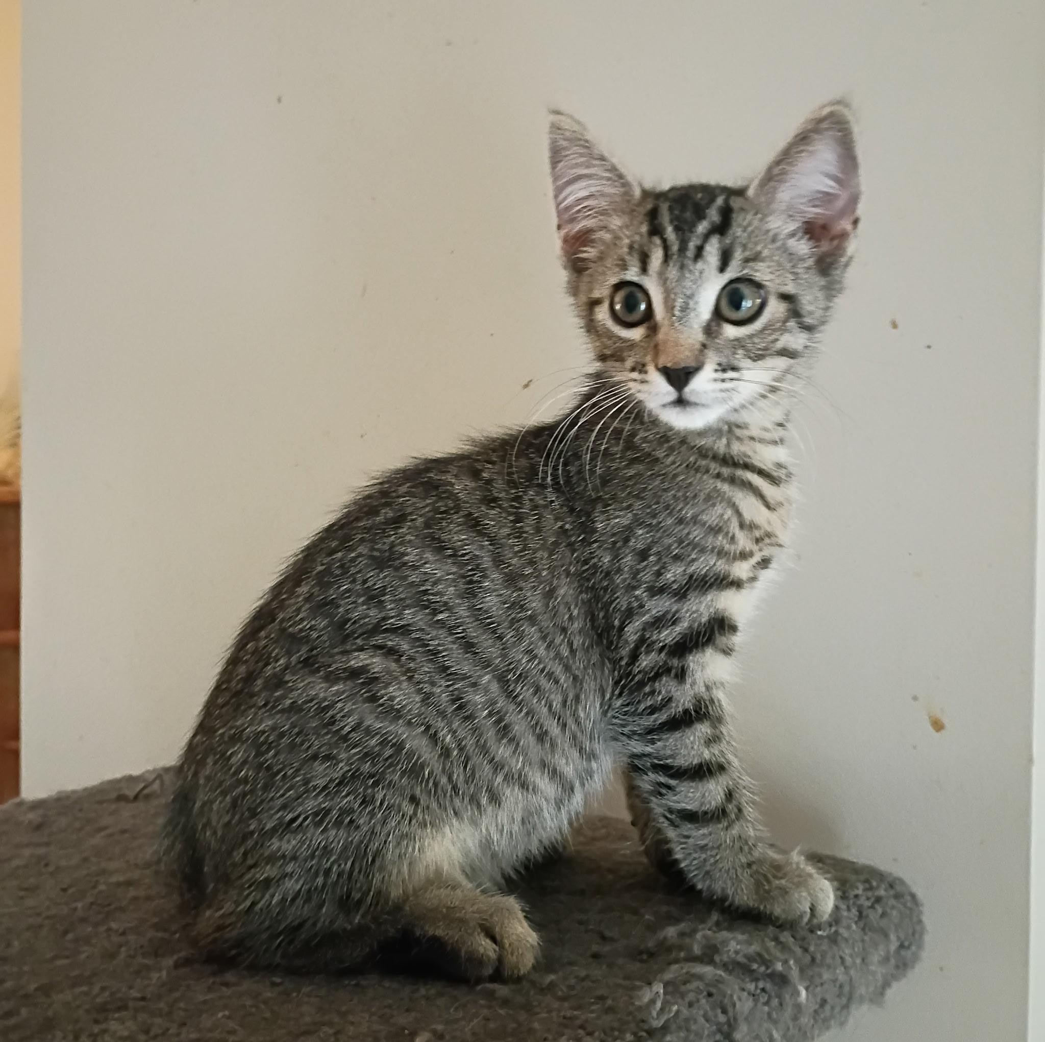 Leo