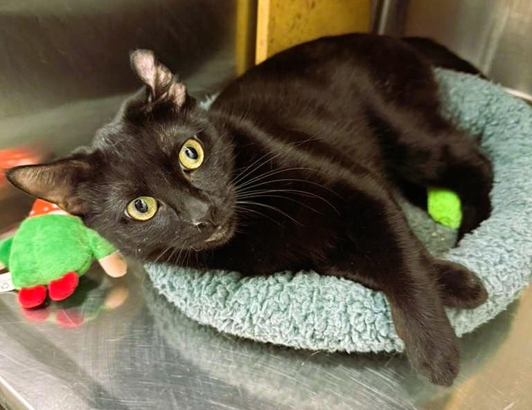 Enlarge Reema, a Adoptable Bombay in Tustin, CA image 1/6