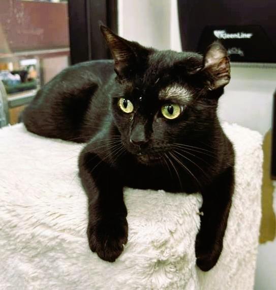 Enlarge Reema, a Adoptable Bombay in Tustin, CA image 6/6