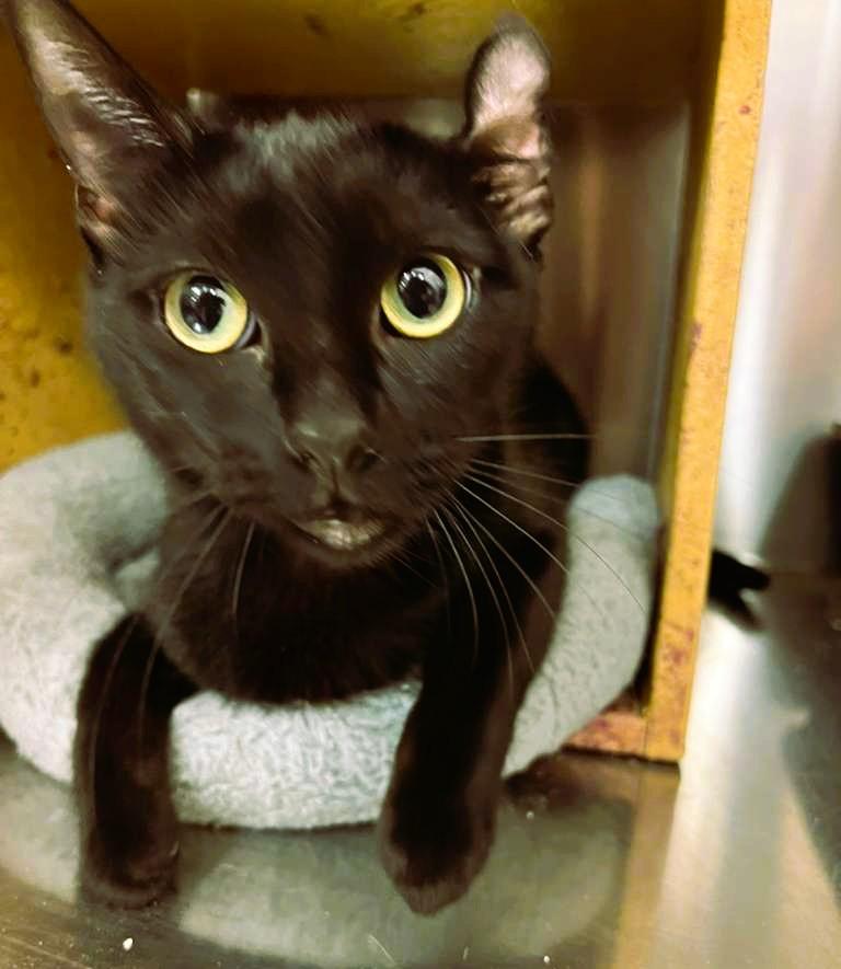 Enlarge Reema, a Adoptable Bombay in Tustin, CA image 4/6