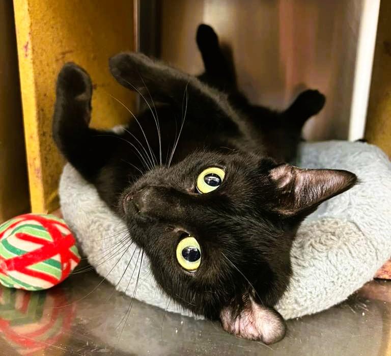 Enlarge Reema, a Adoptable Bombay in Tustin, CA image 2/6
