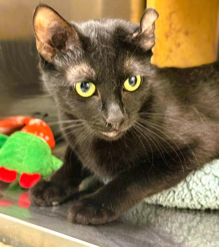 Enlarge Reema, a Adoptable Bombay in Tustin, CA image 3/6