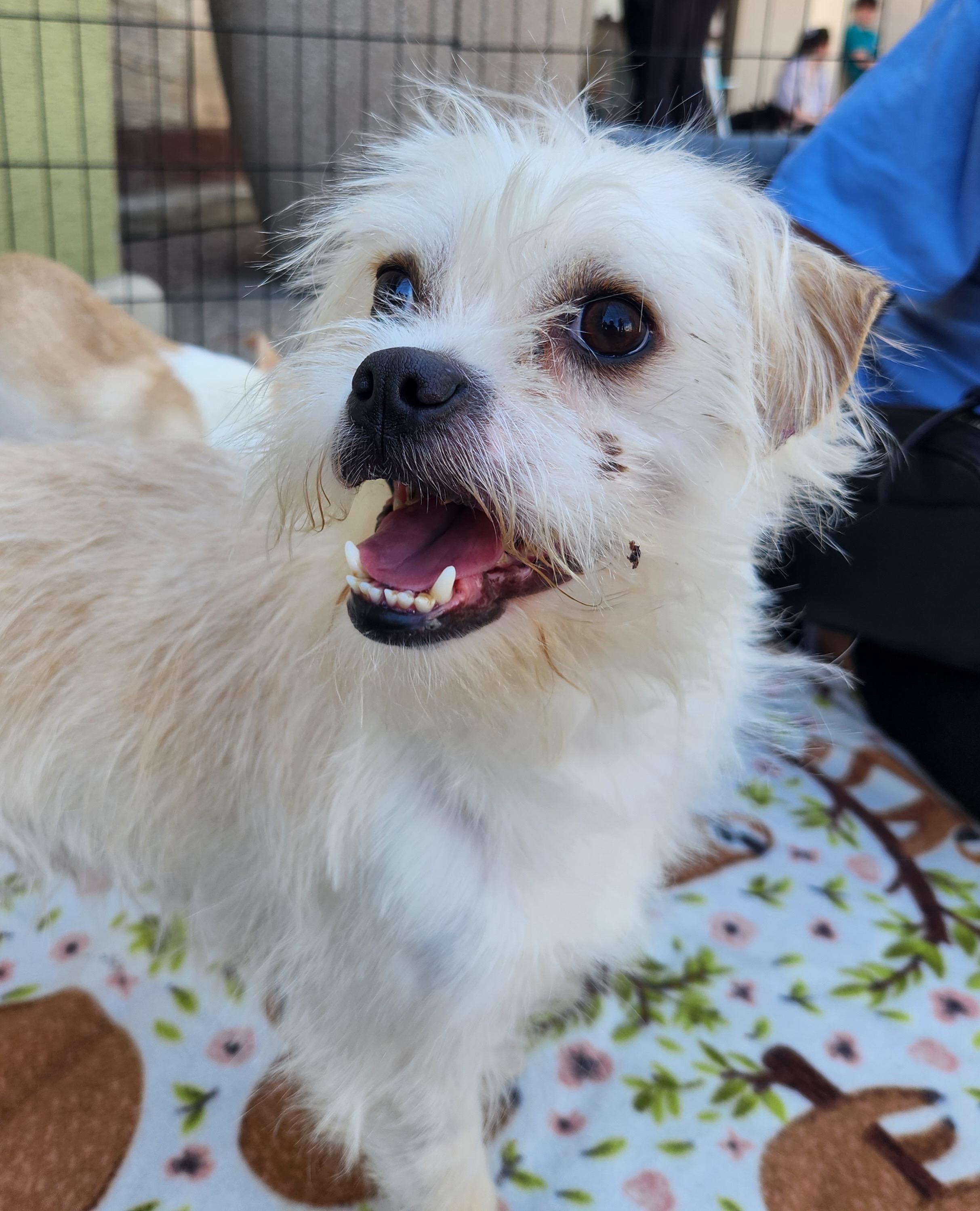 Enlarge MUTT, an adopted mixed breed in Las Vegas, NV image 5/6