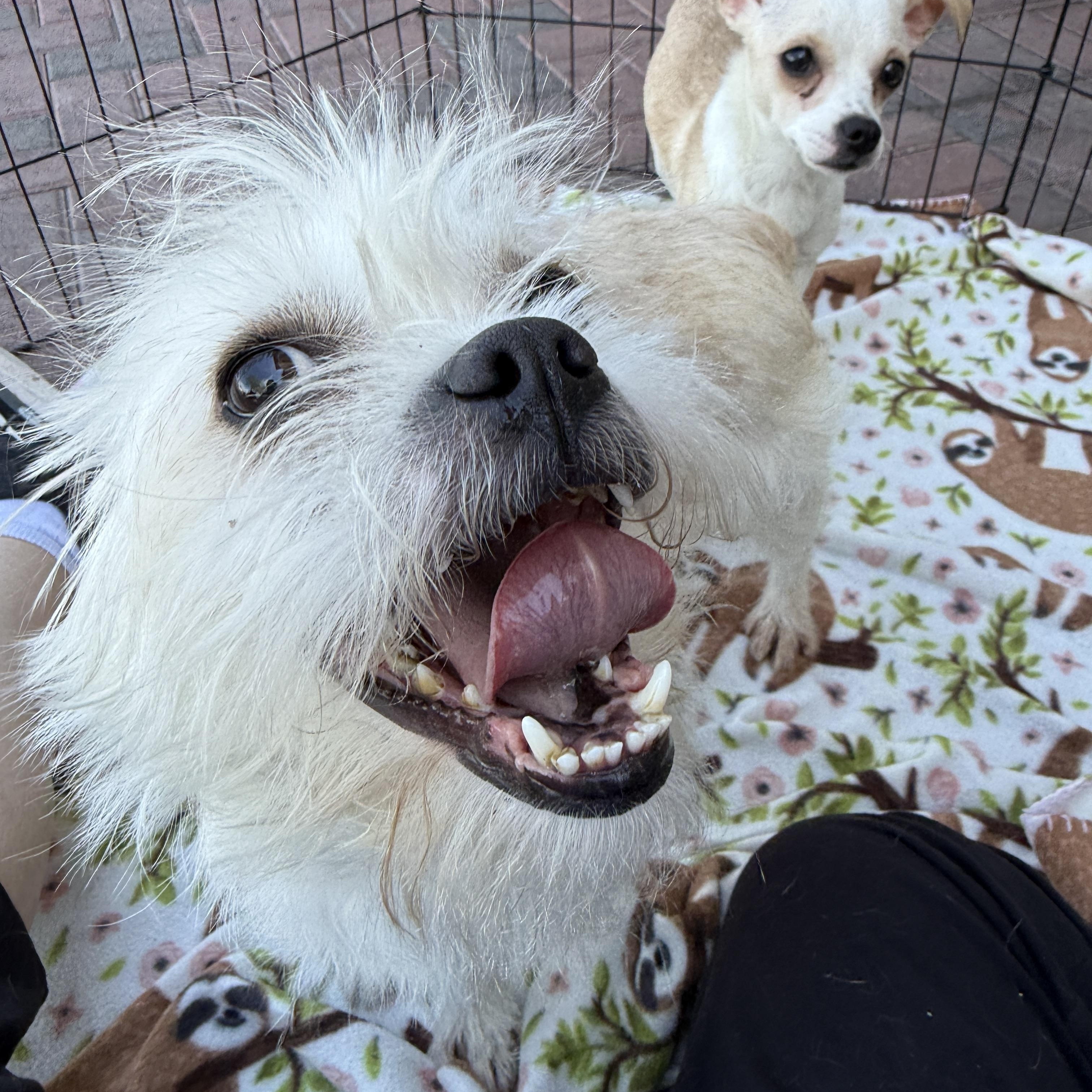 Enlarge MUTT, an adopted mixed breed in Las Vegas, NV image 4/6