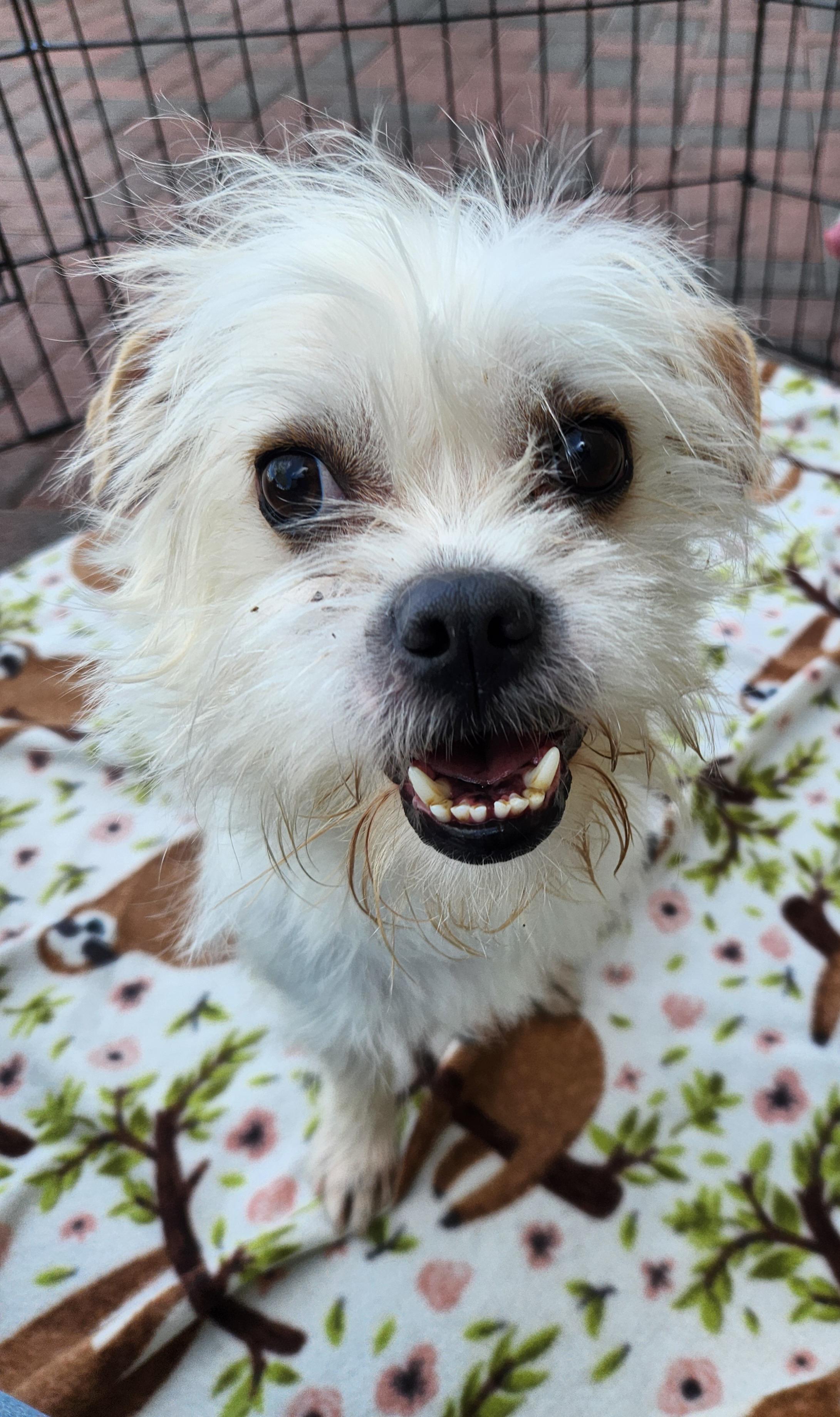 Enlarge MUTT, an adopted mixed breed in Las Vegas, NV image 6/6