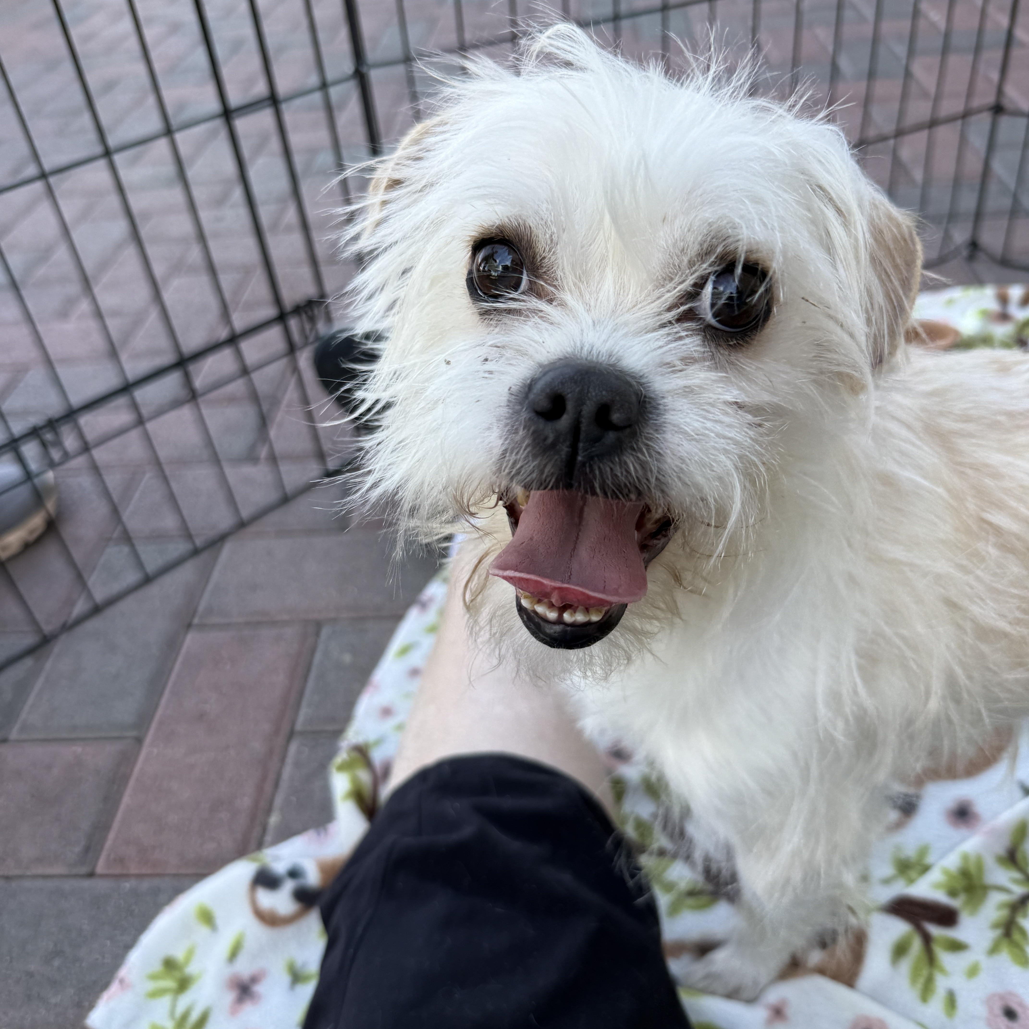 Enlarge MUTT, an adopted mixed breed in Las Vegas, NV image 2/6