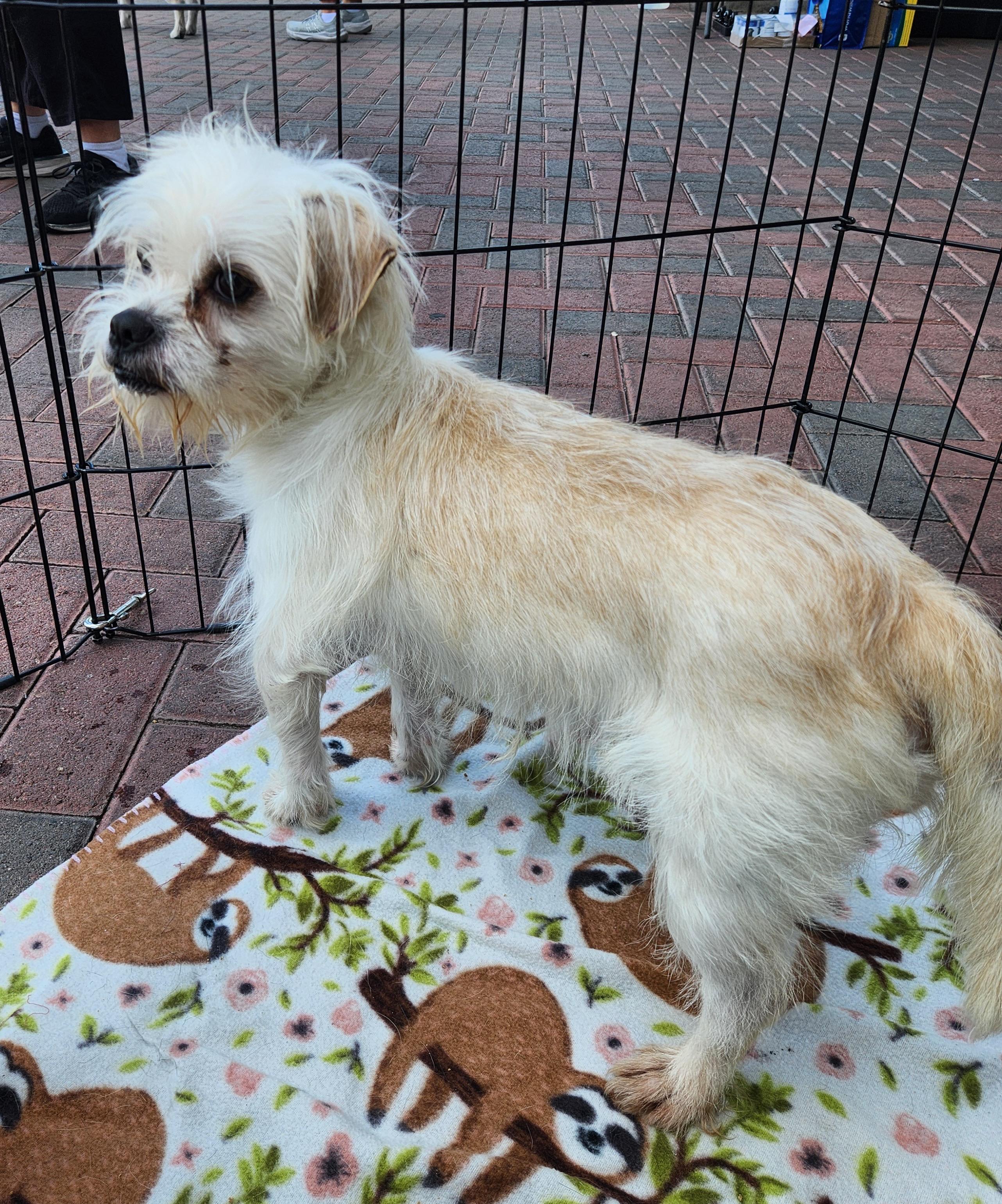 Enlarge MUTT, an adopted mixed breed in Las Vegas, NV image 1/6