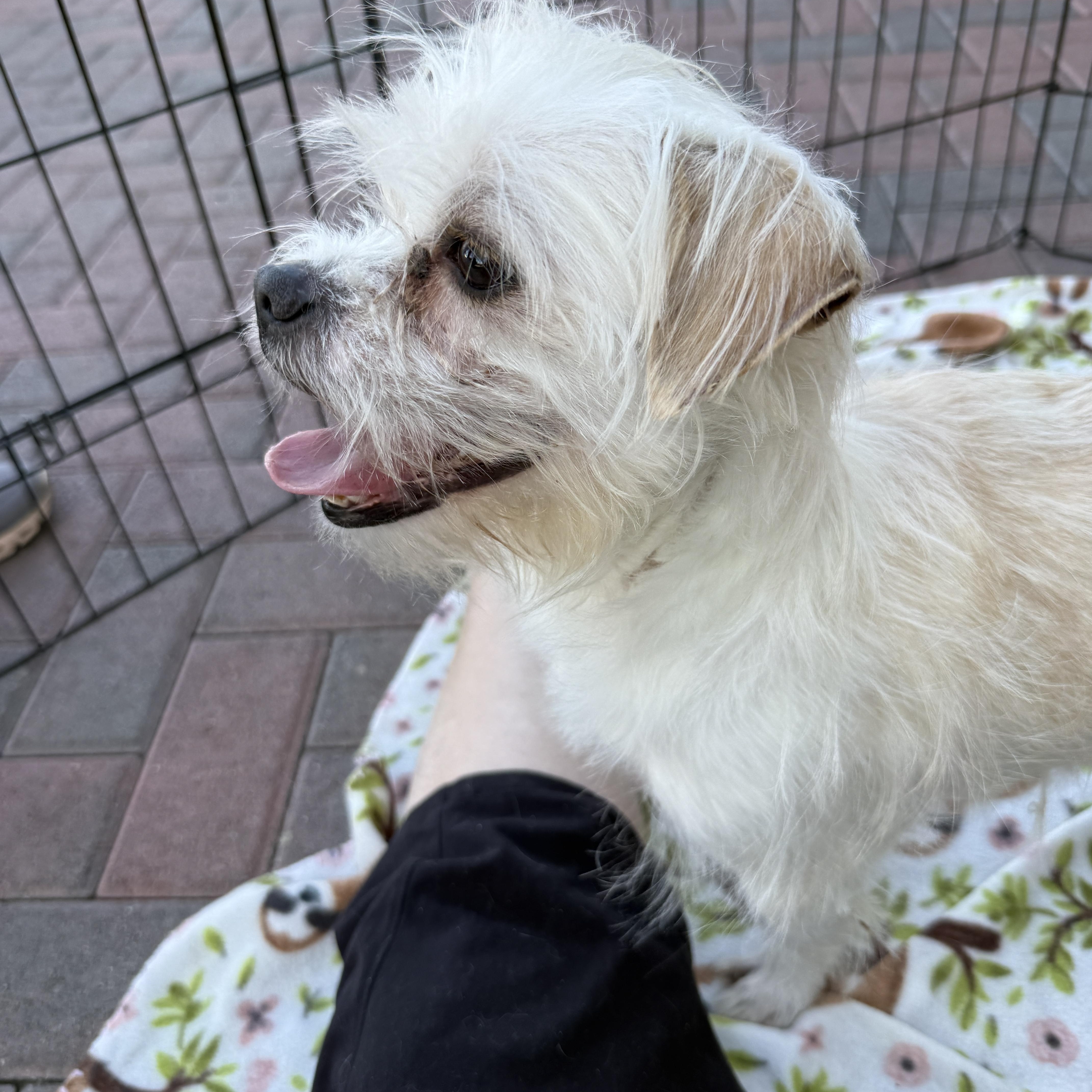 Enlarge MUTT, an adopted mixed breed in Las Vegas, NV image 3/6