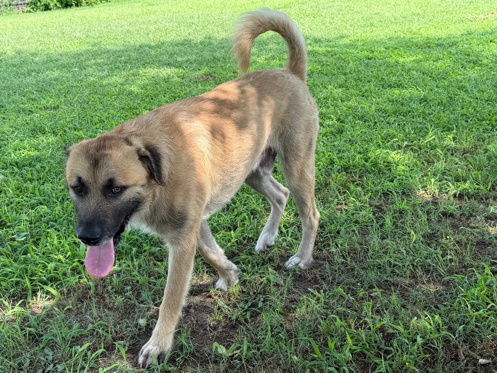 Enlarge Wolfie, a Adoptable Mastiff in Farmersville, TX image 1/5