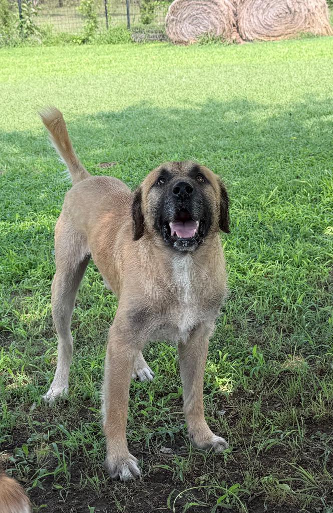 Enlarge Wolfie, a Adoptable Mastiff in Farmersville, TX image 2/5
