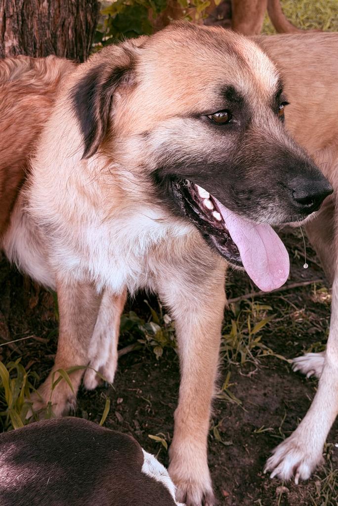 Enlarge Wolfie, a Adoptable Mastiff in Farmersville, TX image 3/5