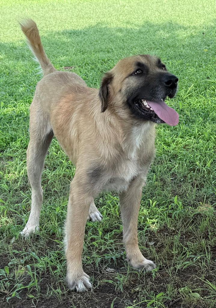 Enlarge Wolfie, a Adoptable Mastiff in Farmersville, TX image 4/5