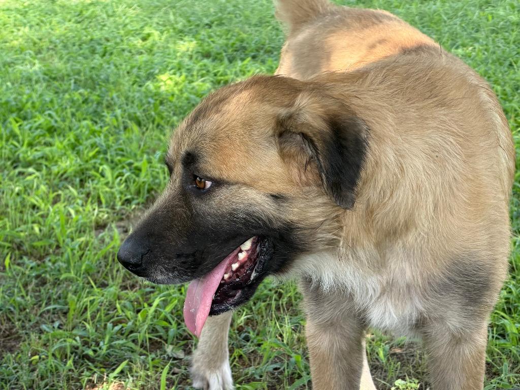 Enlarge Wolfie, a Adoptable Mastiff in Farmersville, TX image 5/5
