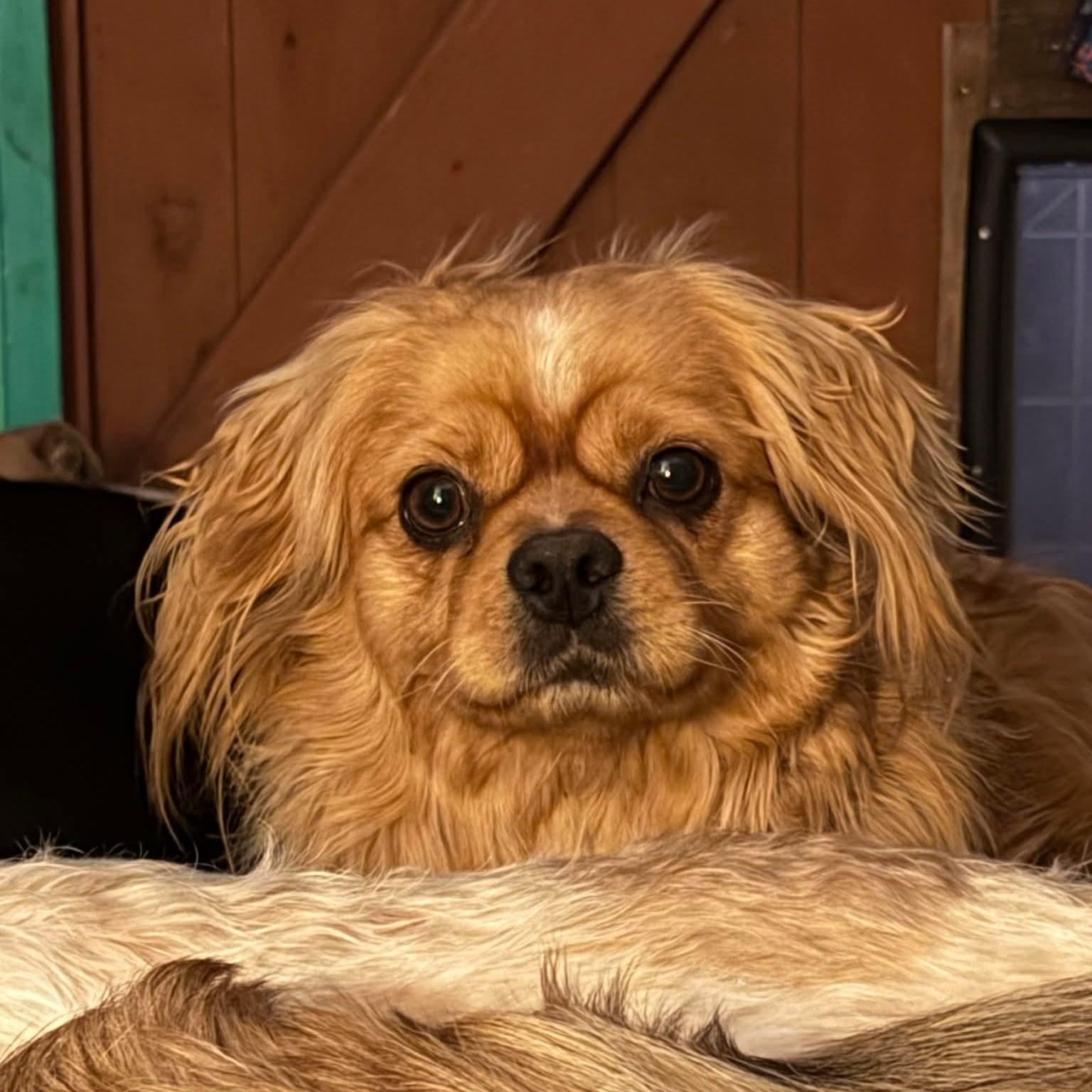 Oscar, ADOPTABLE, Adult Male Pekingese.