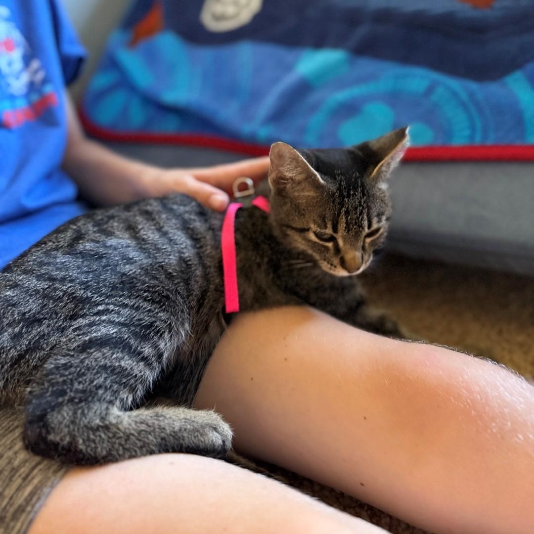 Enlarge MJ Rice, a Adoptable mixed breed in Denver, CO image 3/5