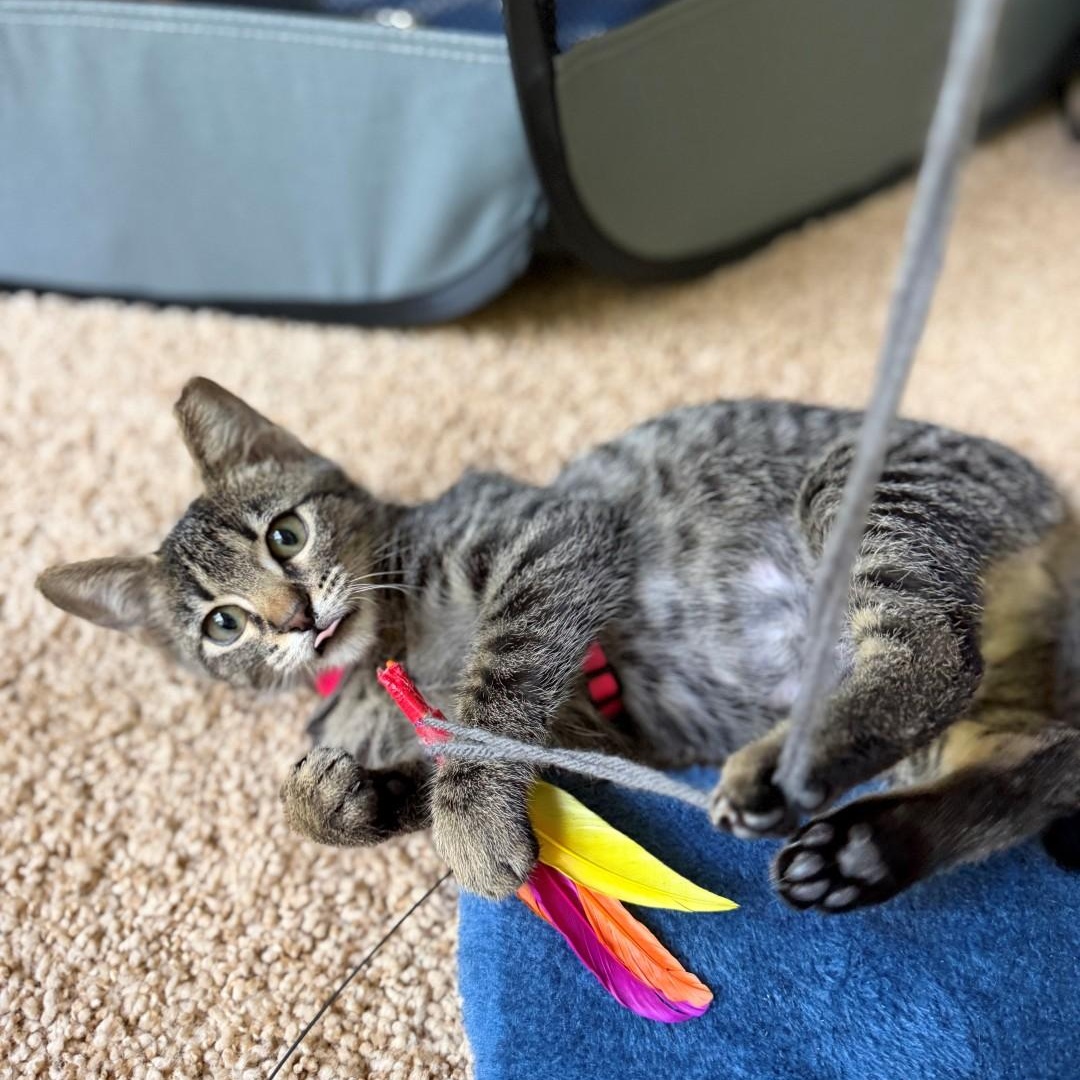 Enlarge MJ Rice, a Adoptable mixed breed in Denver, CO image 4/5