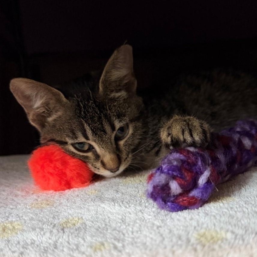Enlarge MJ Rice, a Adoptable mixed breed in Denver, CO image 2/5