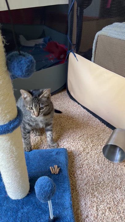 Enlarge MJ Rice, a Adoptable mixed breed in Denver, CO video 5/5
