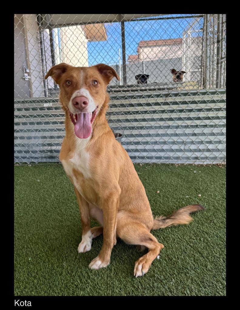 Enlarge Kota, a Adoptable mixed breed in Chino Valley, AZ image 1/2