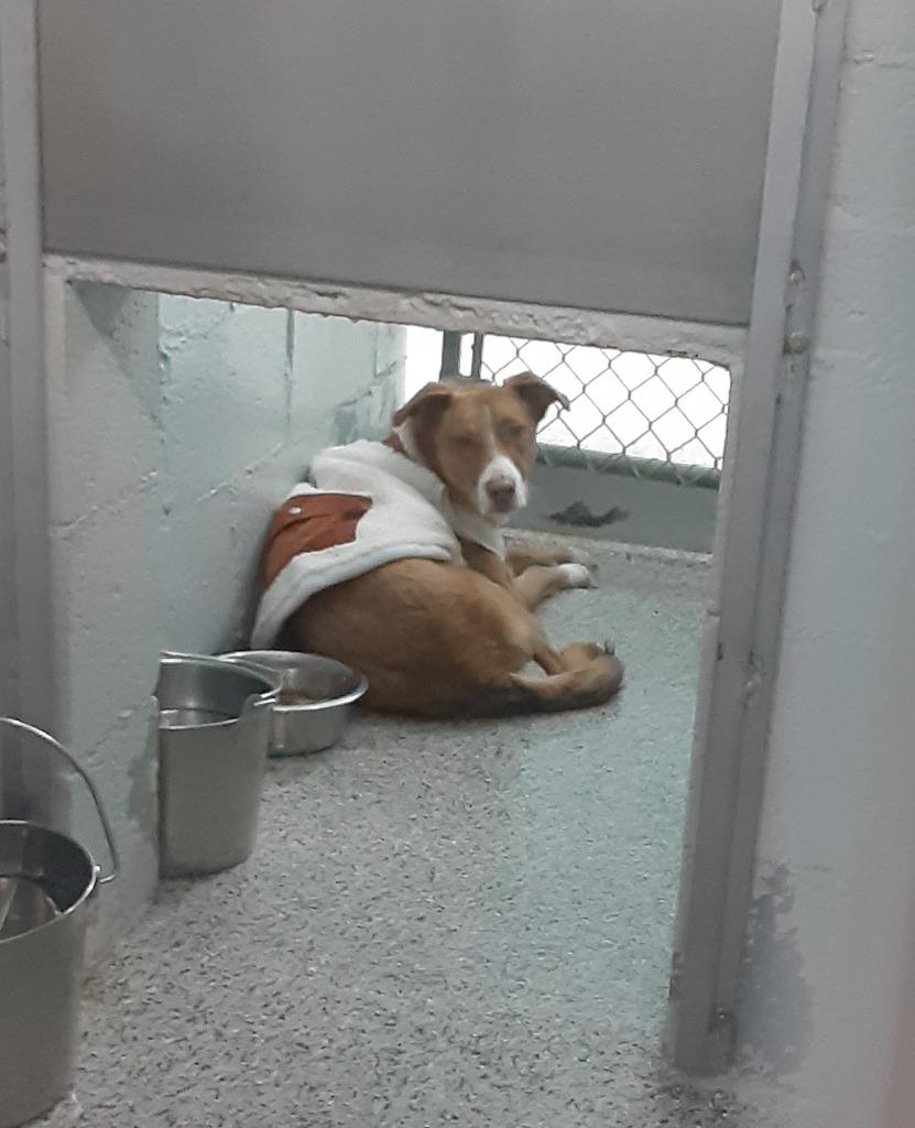 Enlarge Kota, a Adoptable mixed breed in Chino Valley, AZ image 2/2