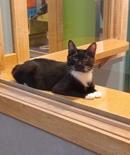 Enlarge Toby- BONDED TO OSCAR, a Adoptable Domestic Short Hair in Stanwood, WA image 1/1