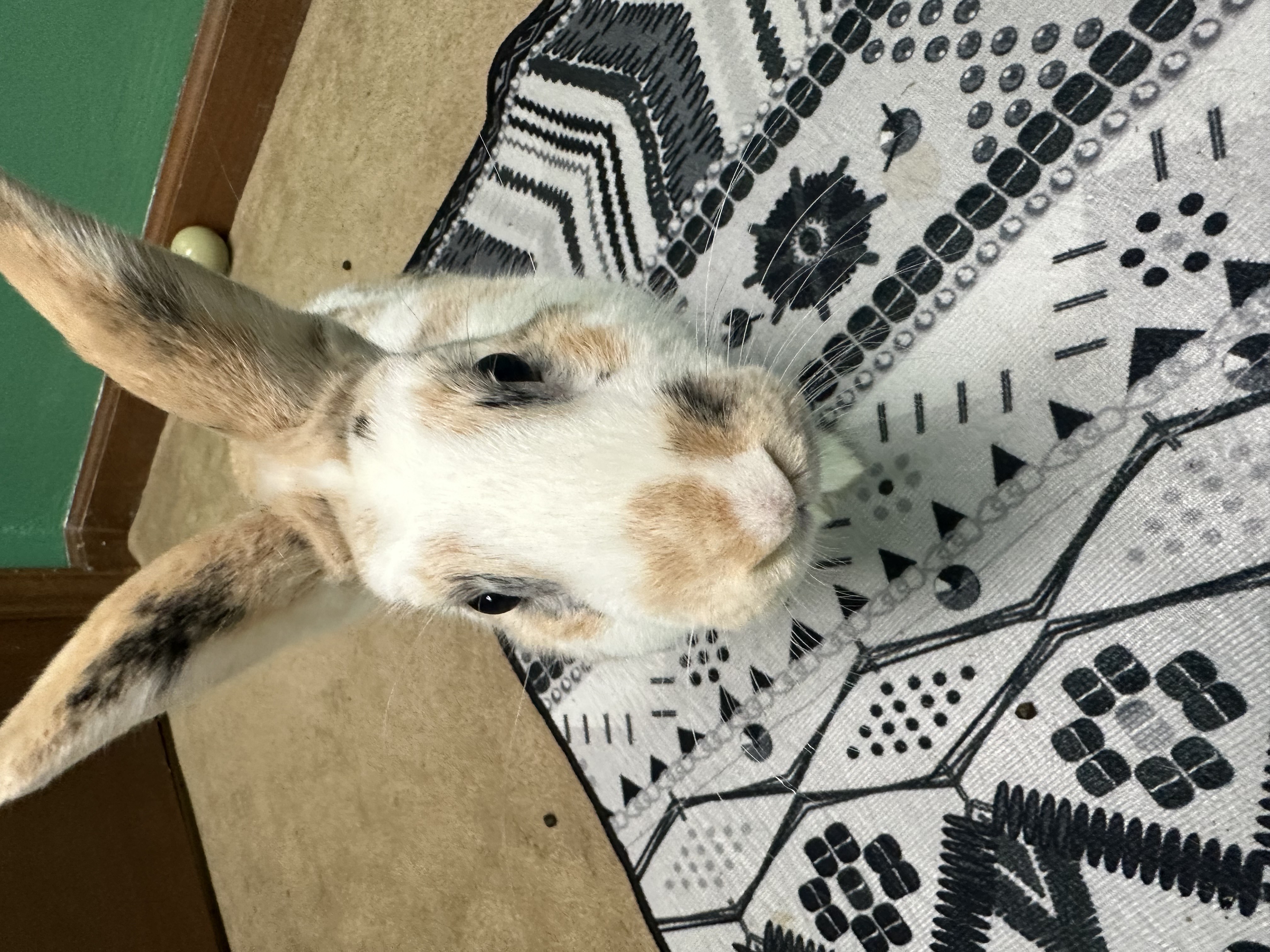 Rabbit for adoption Halo, a New Zealand Mix in WinstonSalem, NC