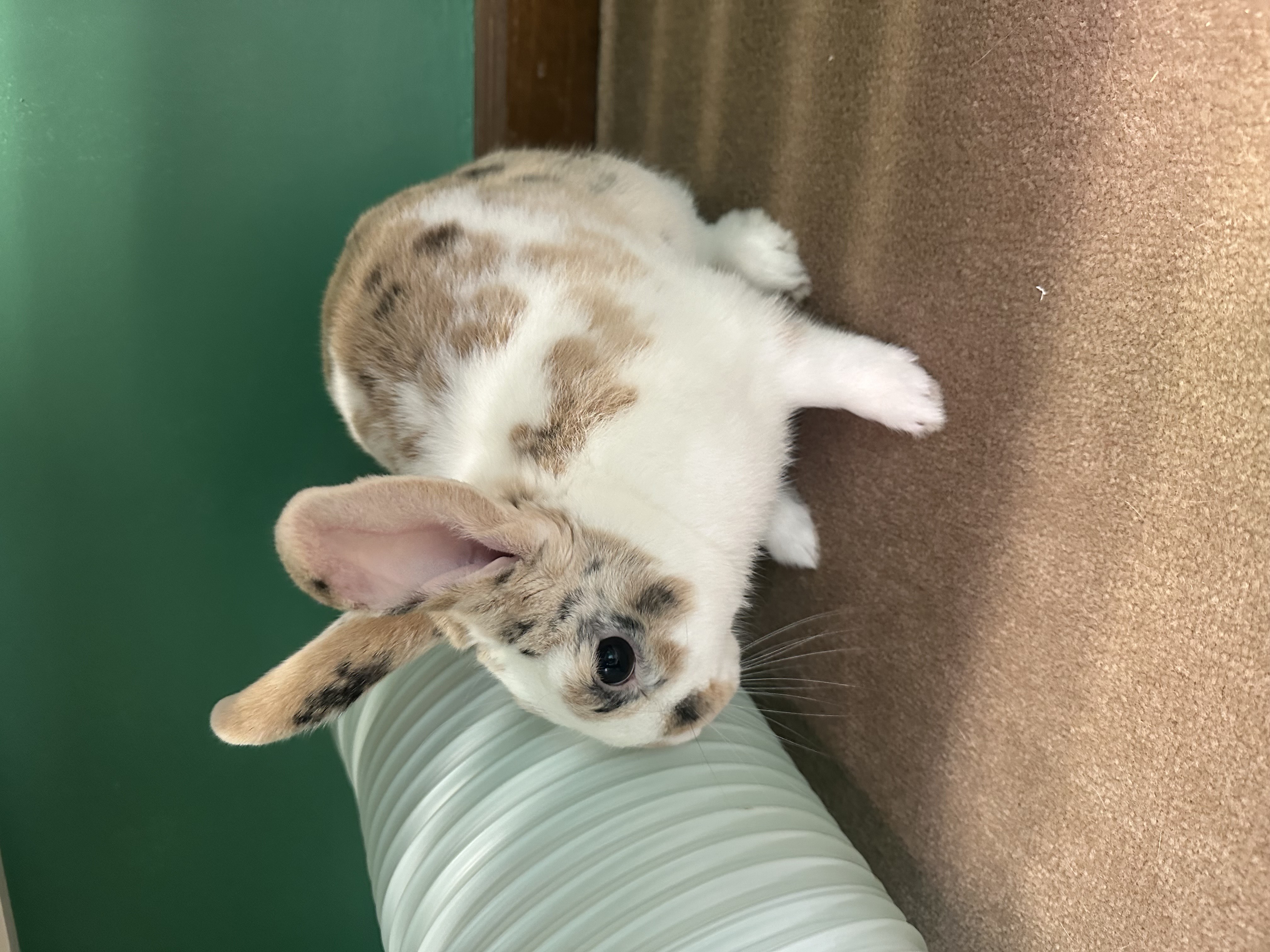 Rabbit for adoption Halo, a New Zealand Mix in WinstonSalem, NC