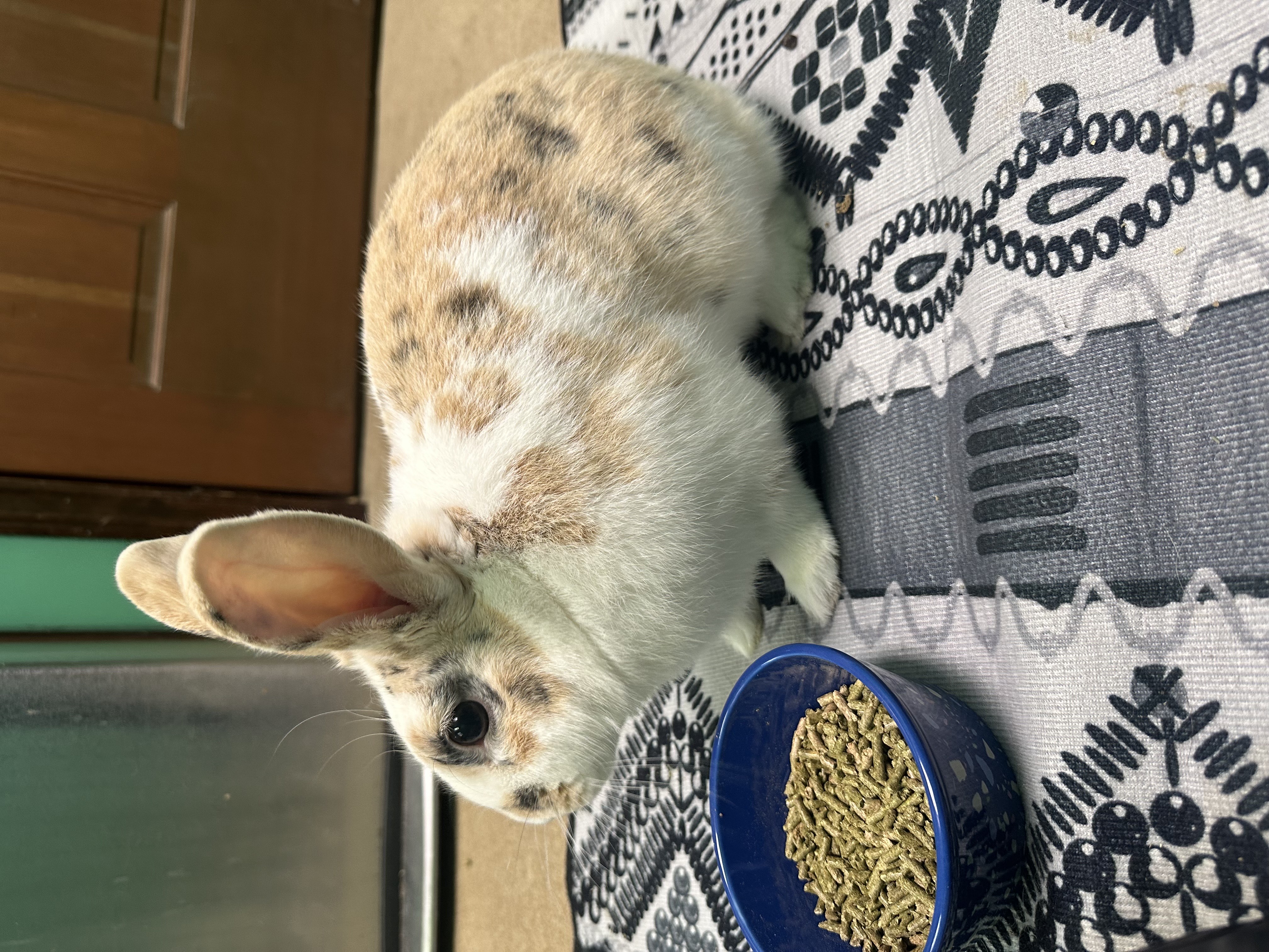 Rabbit for adoption Halo, a New Zealand Mix in WinstonSalem, NC