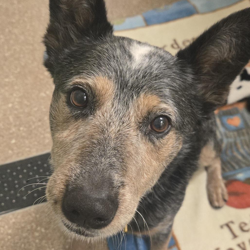 Enlarge Sam Smith, a Adoptable Cattle Dog in Sonoma, CA image 1/6