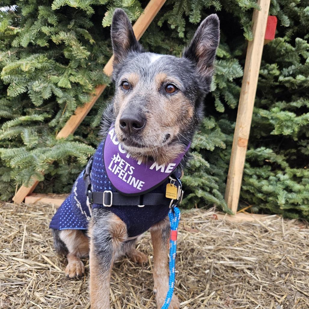 Enlarge Sam Smith, a Adoptable Cattle Dog in Sonoma, CA image 3/6