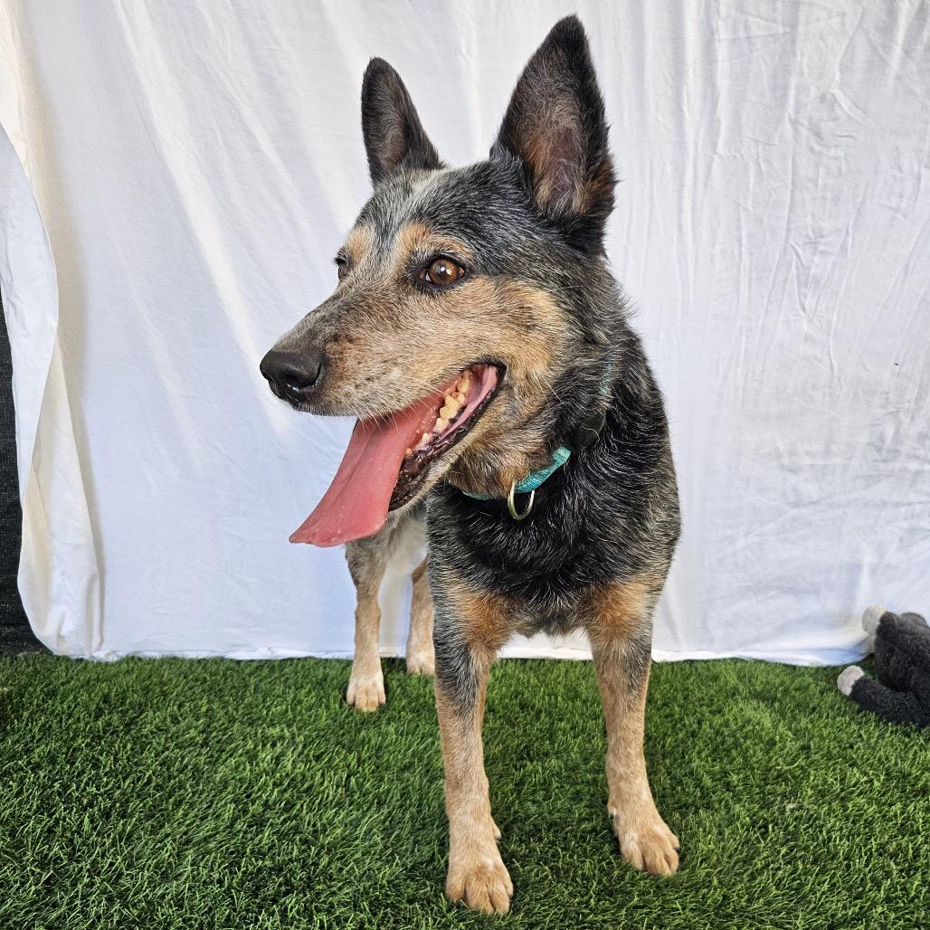Enlarge Sam Smith, a Adoptable Cattle Dog in Sonoma, CA image 4/6