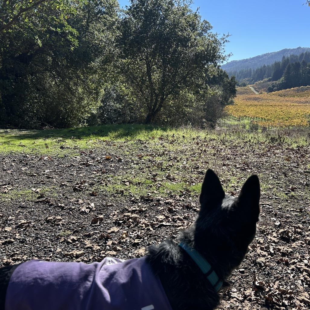 Enlarge Sam Smith, a Adoptable Cattle Dog in Sonoma, CA image 6/6