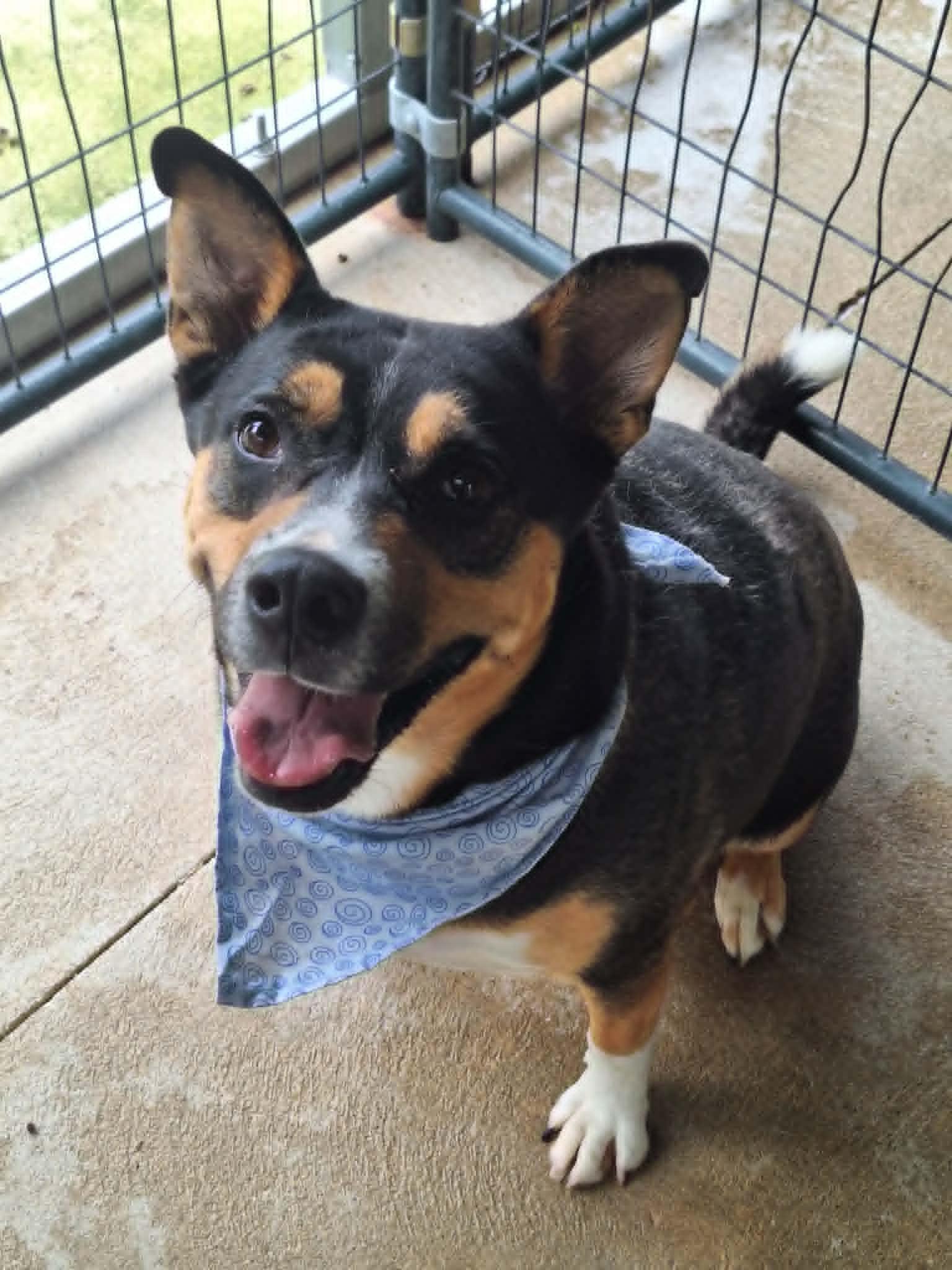 Charlotte, Adoptable, Adult Female Australian Cattle Dog / Blue Heeler.
