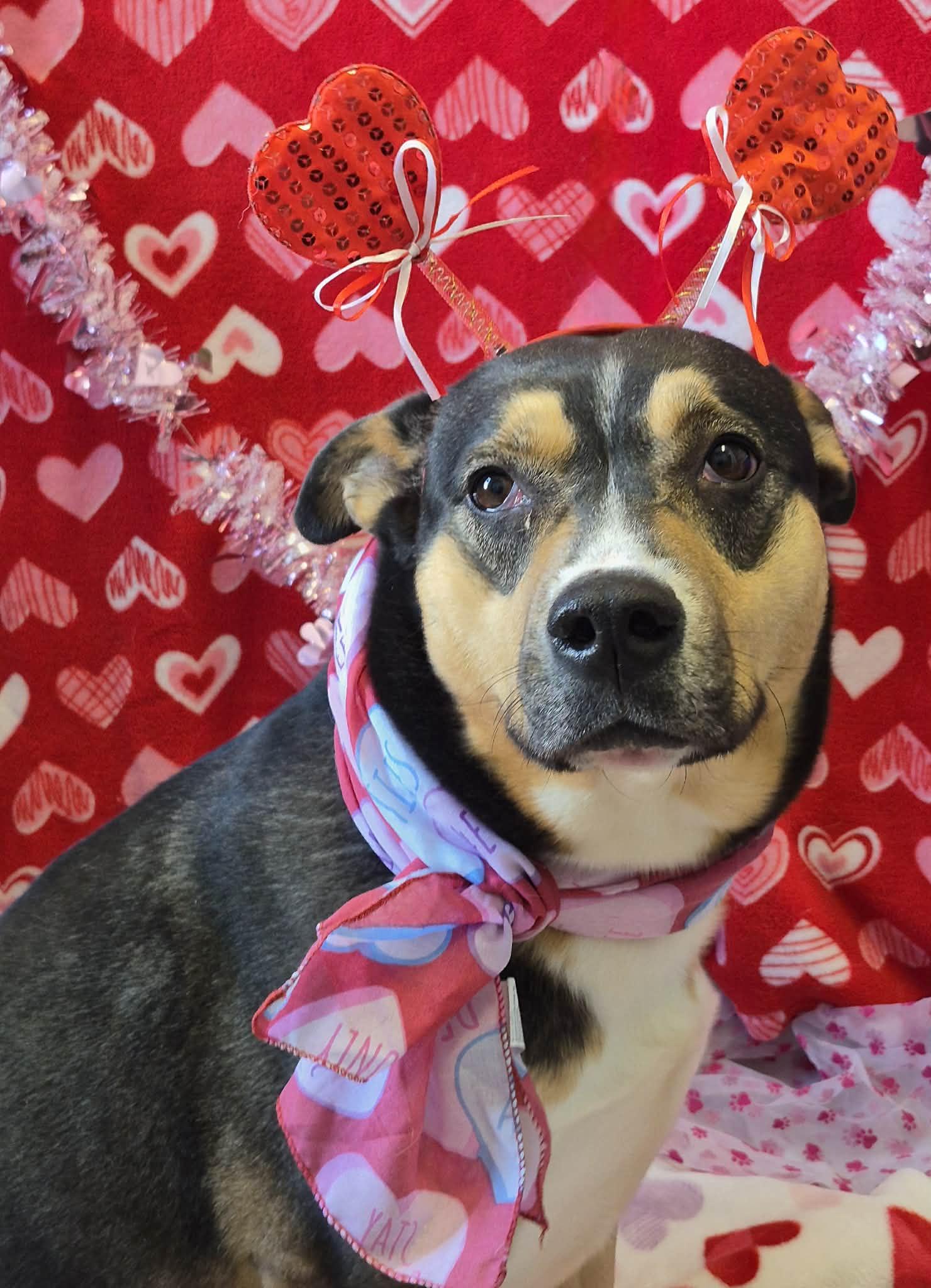 Charlotte, Adoptable, Adult Female Australian Cattle Dog / Blue Heeler.