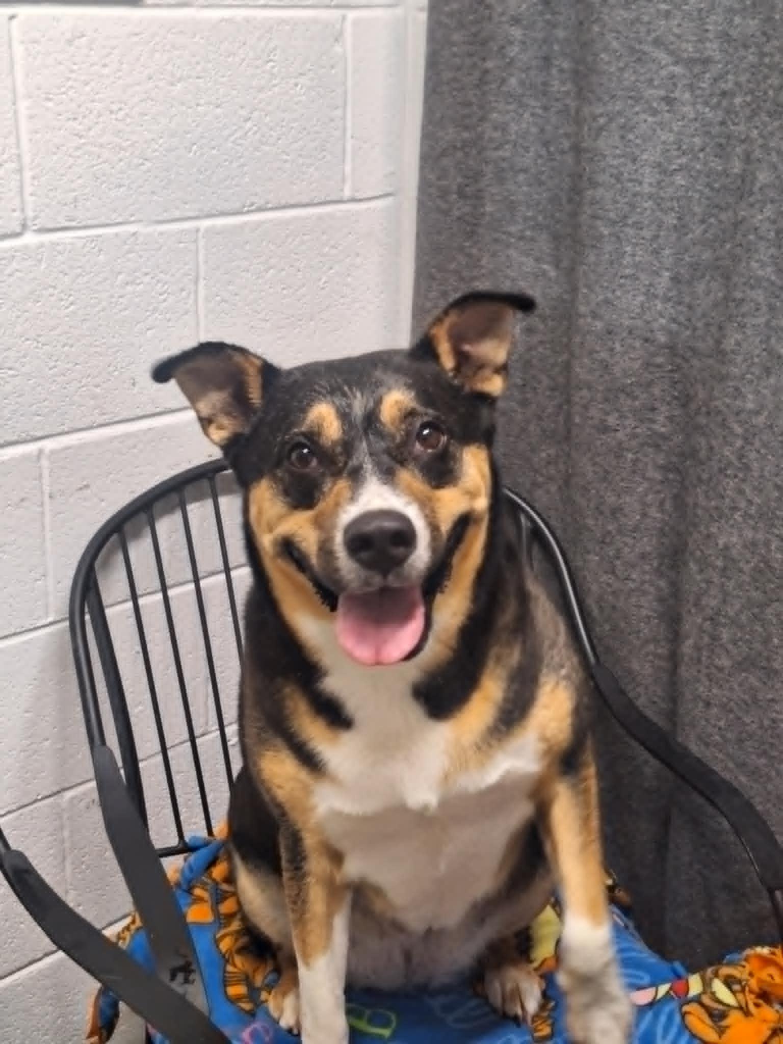 Charlotte, a Adoptable Australian Cattle Dog / Blue Heeler in Anderson, IN image 2/5