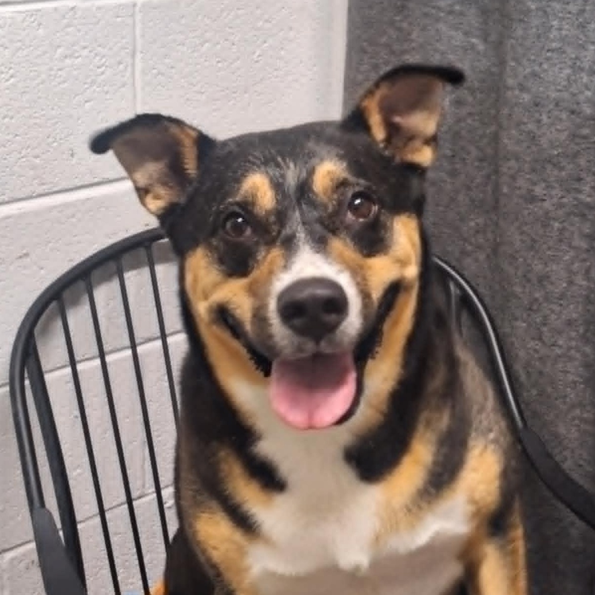 Enlarge Charlotte, a Adoptable Australian Cattle Dog / Blue Heeler in Anderson, IN image 3/5