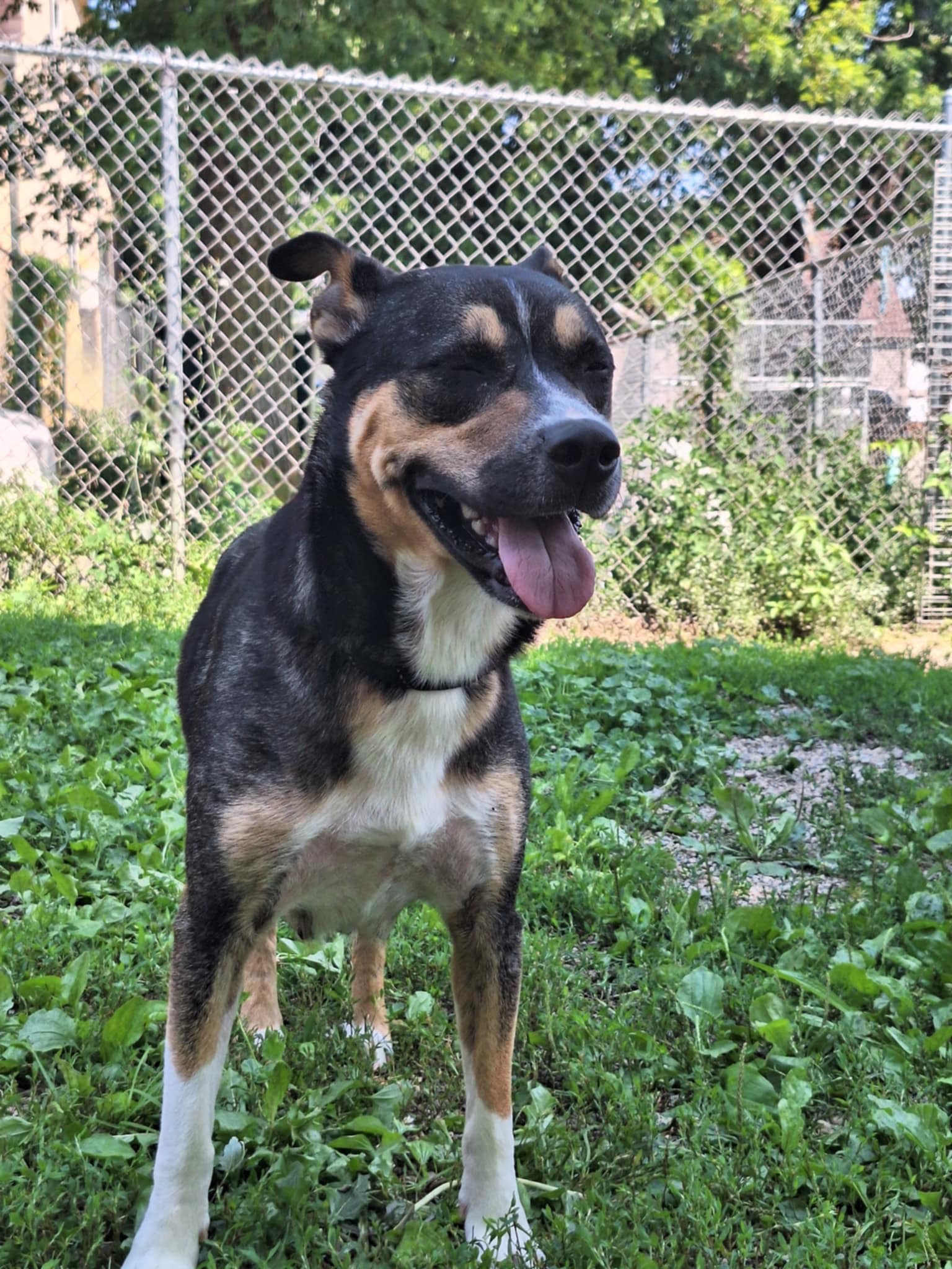 Charlotte, a Adoptable Australian Cattle Dog / Blue Heeler in Anderson, IN image 3/5