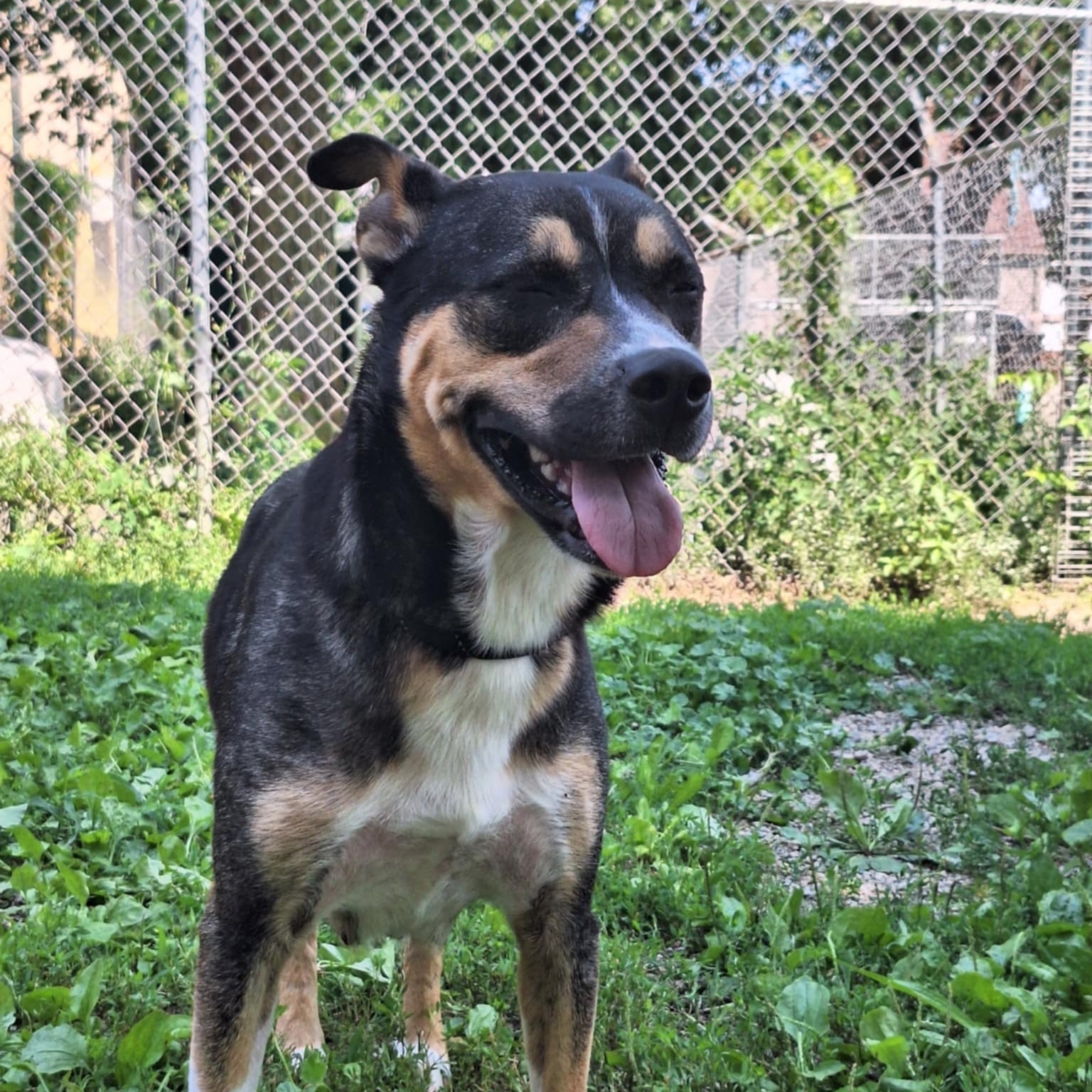 Enlarge Charlotte, a Adoptable Australian Cattle Dog / Blue Heeler in Anderson, IN image 4/5