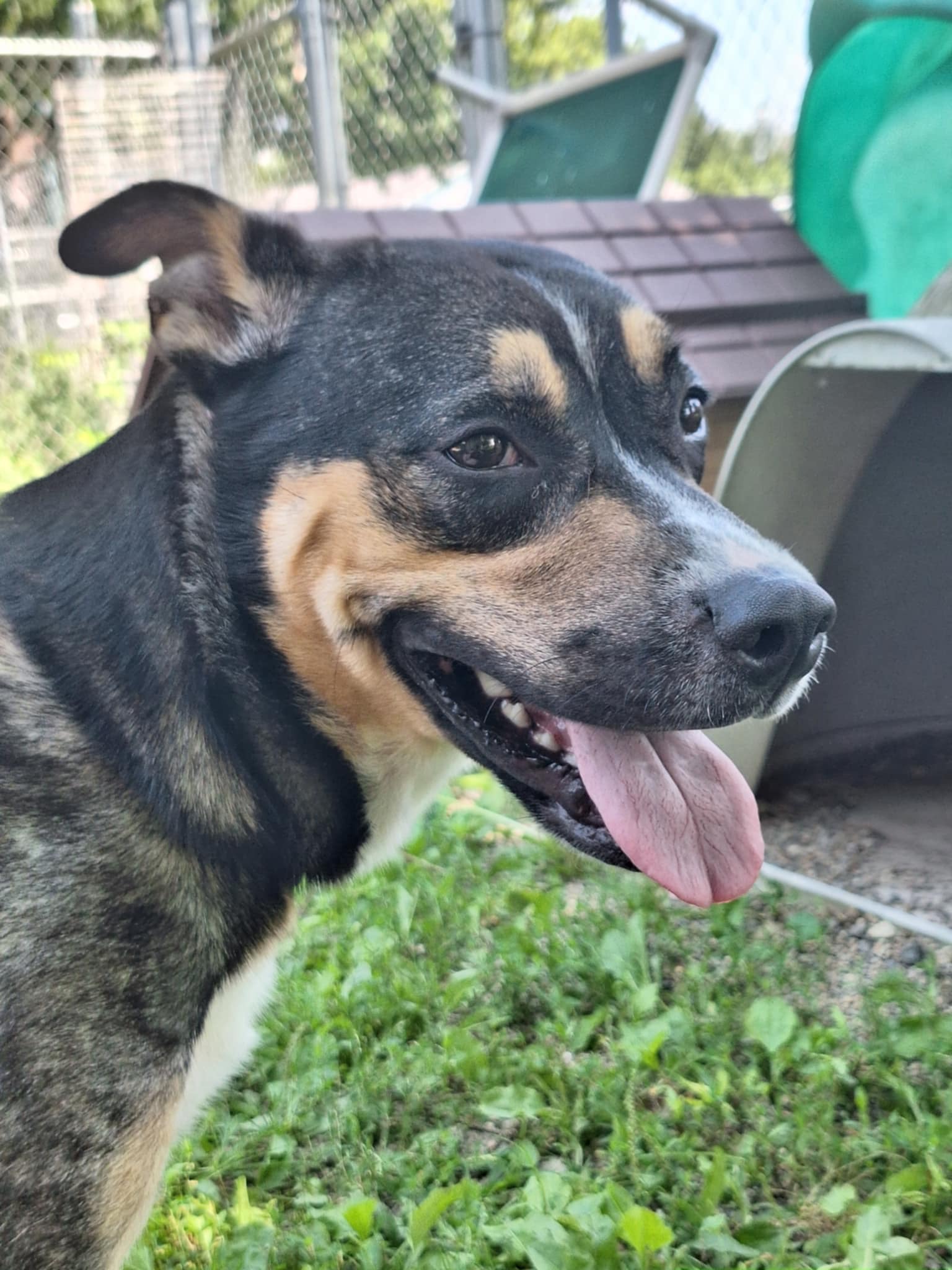 Charlotte, a Adoptable Australian Cattle Dog / Blue Heeler in Anderson, IN image 4/5