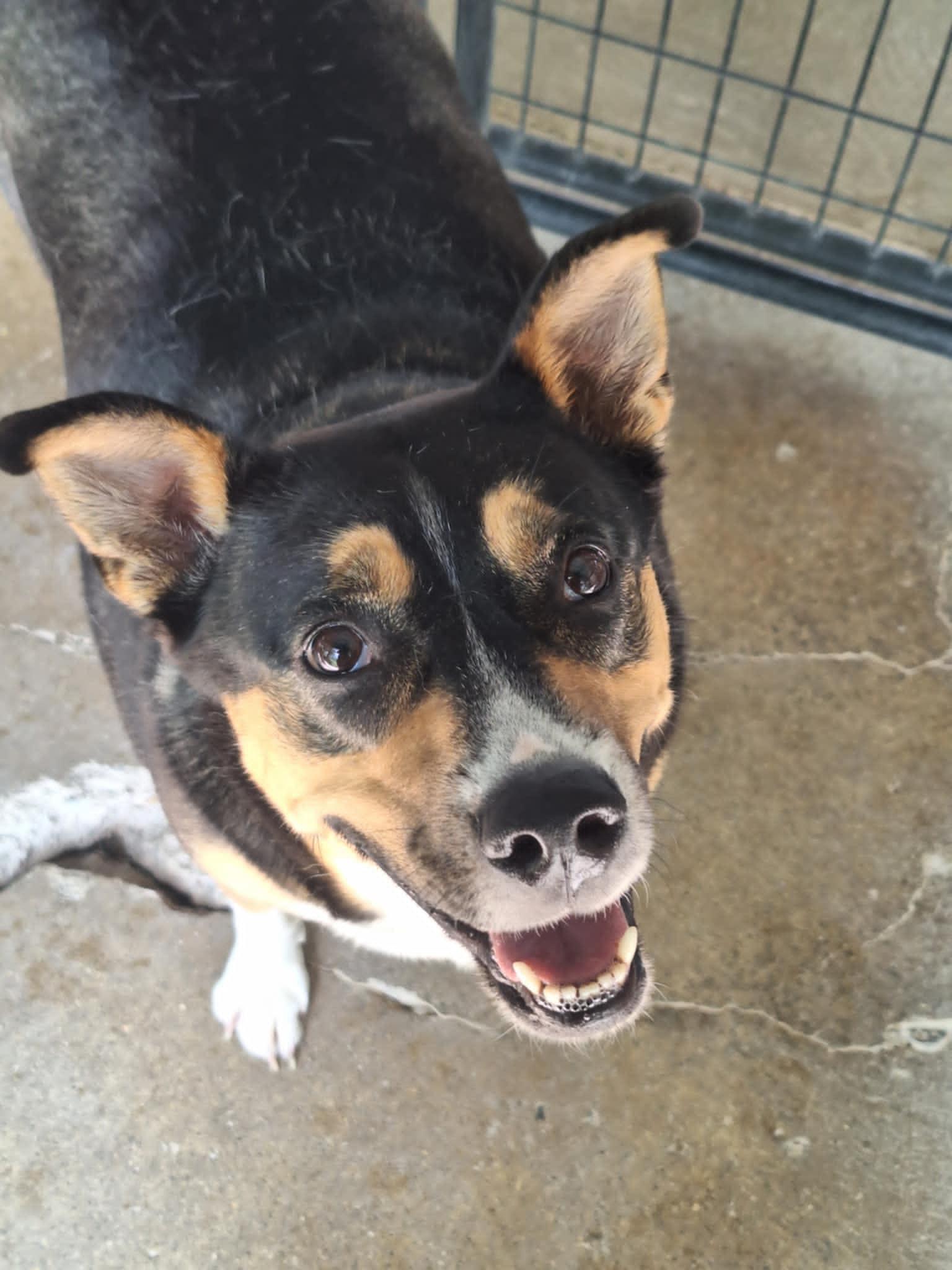 Charlotte, Adoptable, Adult Female Australian Cattle Dog / Blue Heeler.