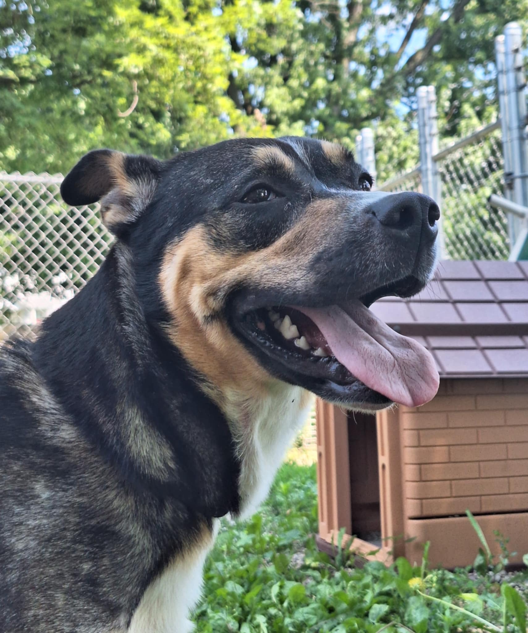 Charlotte, a Adoptable Australian Cattle Dog / Blue Heeler in Anderson, IN image 5/5