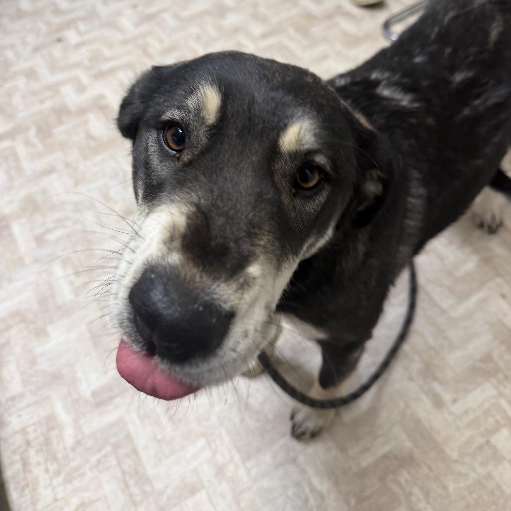 Enlarge Venus, a Adoptable Mixed Breed in Mount Shasta, CA image 1/6