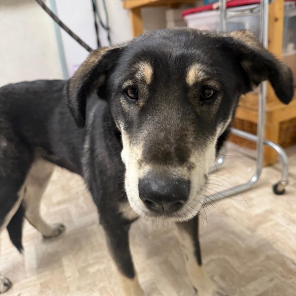 Enlarge Venus, a Adoptable Mixed Breed in Mount Shasta, CA image 2/6