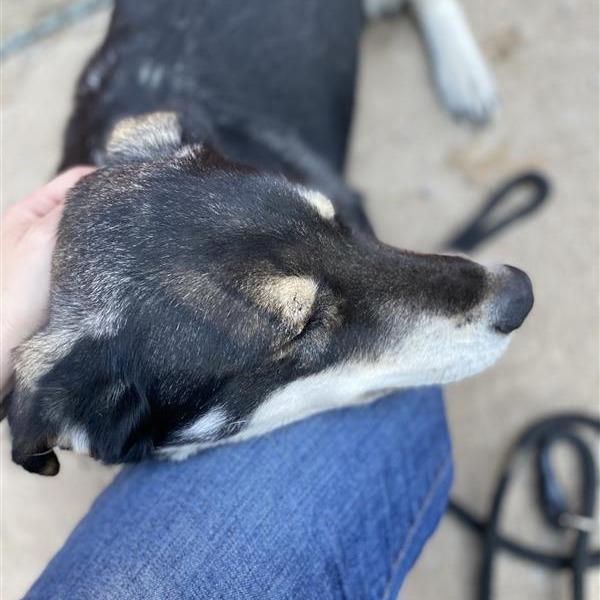 Enlarge Venus, a Adoptable Mixed Breed in Mount Shasta, CA image 3/6