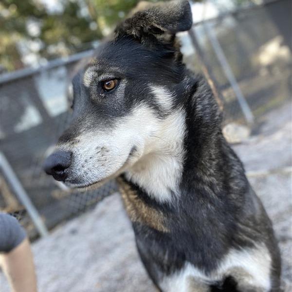 Enlarge Venus, a Adoptable Mixed Breed in Mount Shasta, CA image 4/6