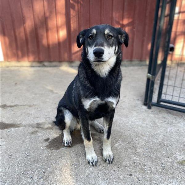 Enlarge Venus, a Adoptable Mixed Breed in Mount Shasta, CA image 5/6