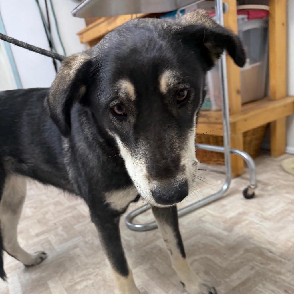 Enlarge Venus, a Adoptable Mixed Breed in Mount Shasta, CA image 6/6